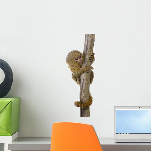 Pygmy Marmoset (5 weeks) - Callithrix (Cebuella) pygmaea Wall Decal