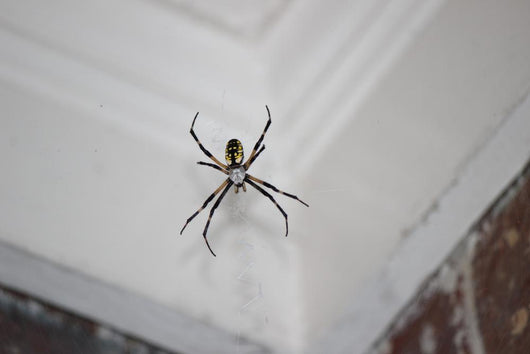 Writing Spider Wall Decal