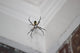 Writing Spider Wall Decal