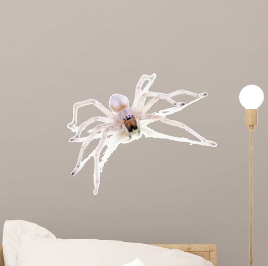 Translucent Spider White Wall Decal