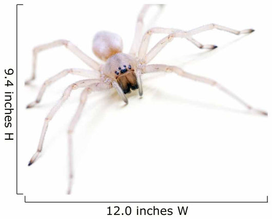 Translucent Spider White Wall Decal