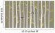 Vector Birch or Aspen Wall Decal