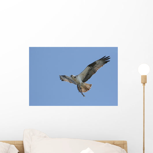 Osprey (pandion haliaetus) In Flight With A Fish Wall Mural