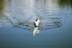 Two Rowers Wall Decal