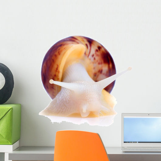 Big African Snail Wall Decal