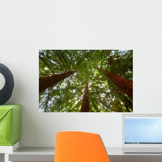 Looking up at Redwood Trees Wall Mural