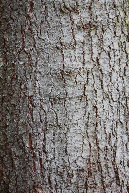 Tree Bark over Crust Wall Decal