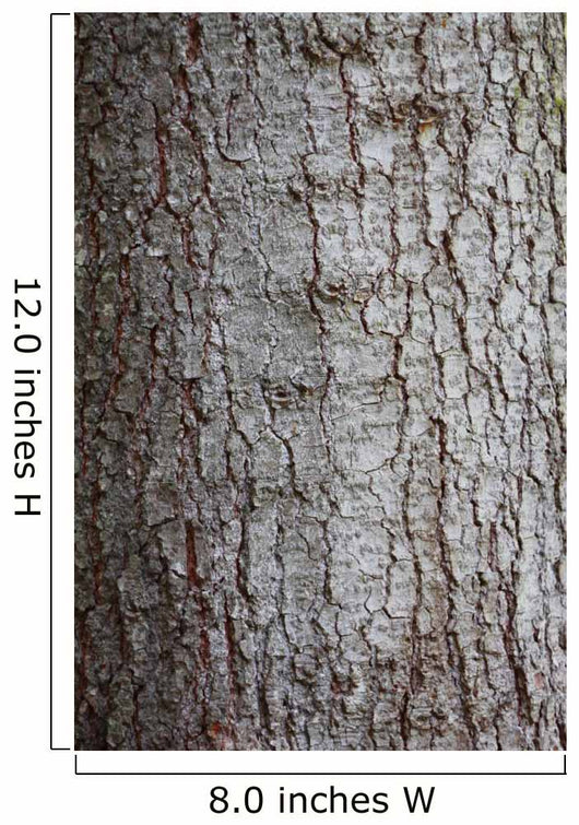 Tree Bark over Crust Wall Decal
