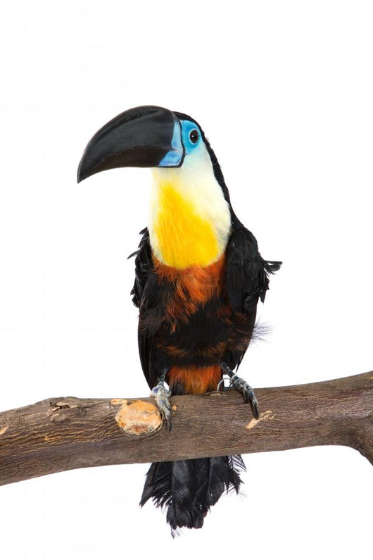 Toucan Wall Decal