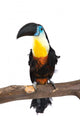 Toucan Wall Decal