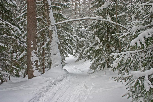 Winter Forest Wall Decal