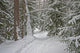 Winter Forest Wall Decal