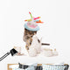 Birthday Teatime kitten cat Wall Decal
