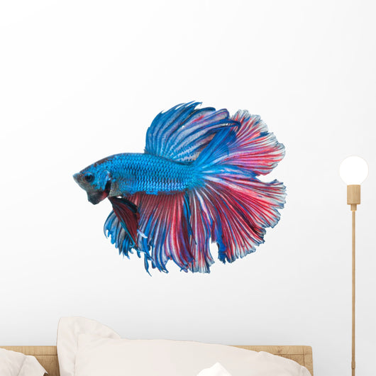 Beautiful Betta Splendens Isolated on White Background Wall Decal