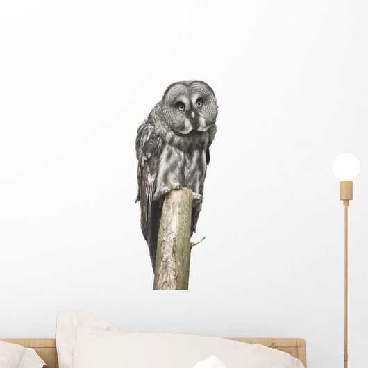 Owl Sitting Tree Wall Decal