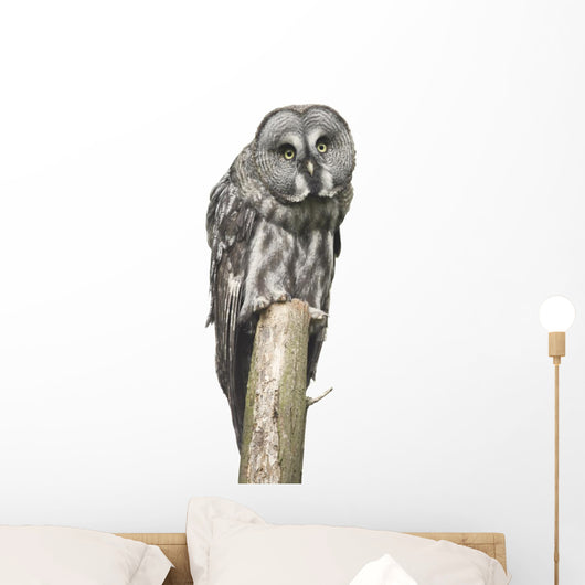 Owl Sitting Tree Wall Decal