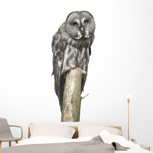 Owl Sitting Tree Wall Decal