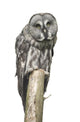 Owl Sitting Tree Wall Decal