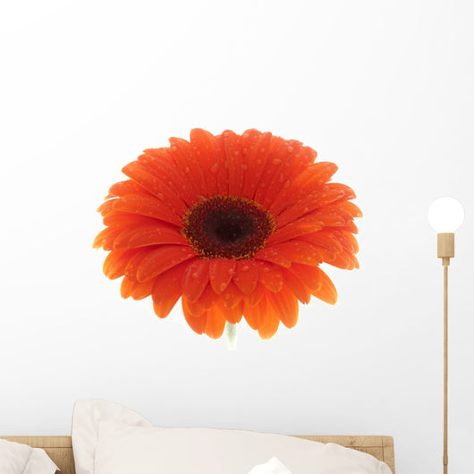 Flower Orange Gerbera White Wall Decal