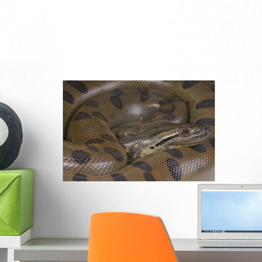 Green anaconda / Eunectes murinus Wall Mural