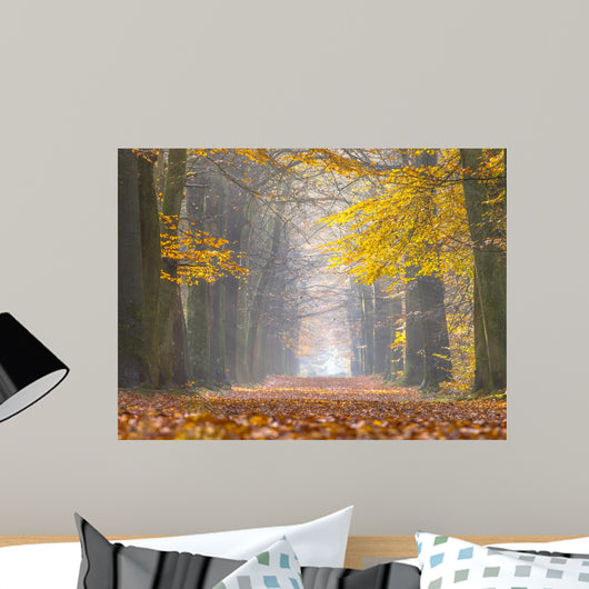 Yellow Foliage Birch Trees Wall Decal