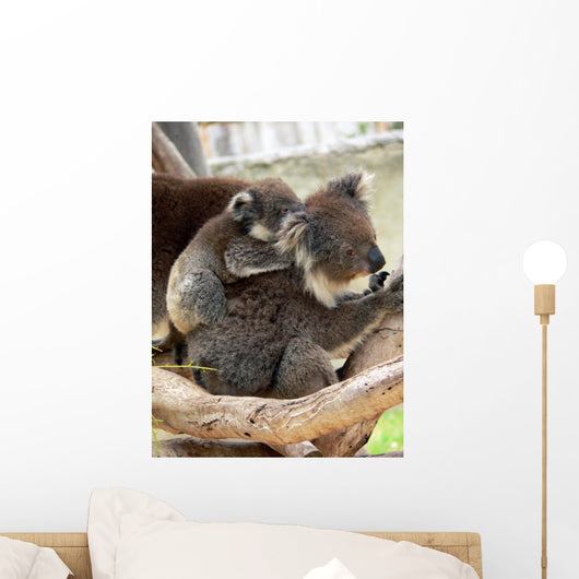 Koala Wall Mural
