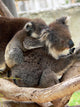 Koala Wall Decal