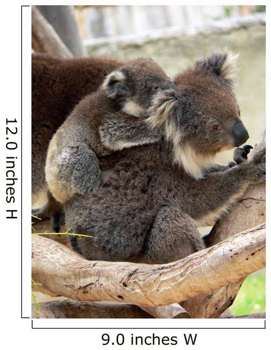 Koala Wall Mural