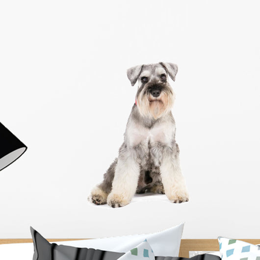 miniature schnauzer dog Wall Decal