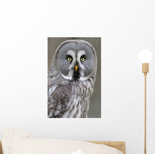 Chouette lapone Wall Mural