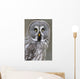 Chouette lapone Wall Mural