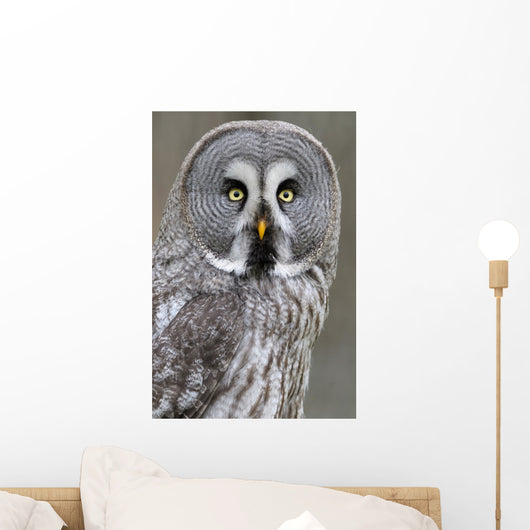 Chouette lapone Wall Mural