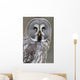 Chouette lapone Wall Mural