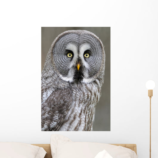 Chouette lapone Wall Mural