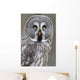 Chouette lapone Wall Mural