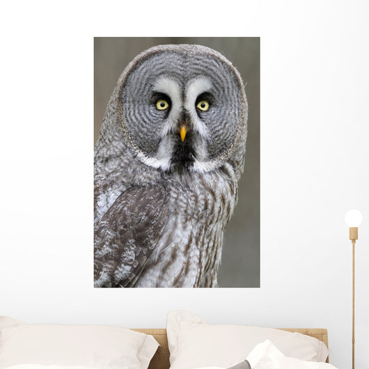 Chouette lapone Wall Mural