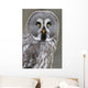 Chouette lapone Wall Mural