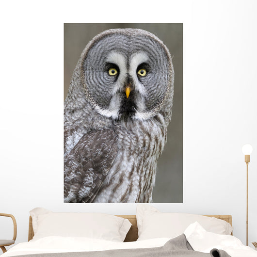 Chouette lapone Wall Mural