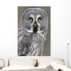 Chouette lapone Wall Mural