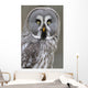 Chouette lapone Wall Mural
