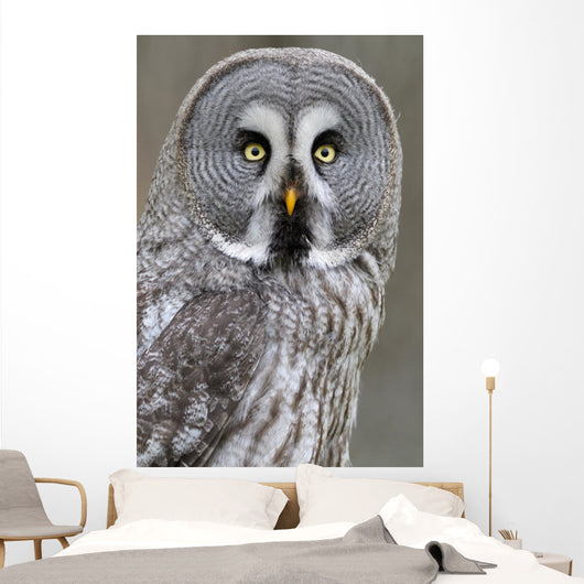 Chouette lapone Wall Mural
