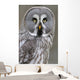 Chouette lapone Wall Mural