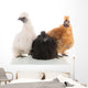 Silkie Chickens Wall Decal