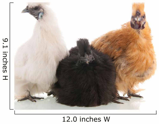 Silkie Chickens Wall Decal
