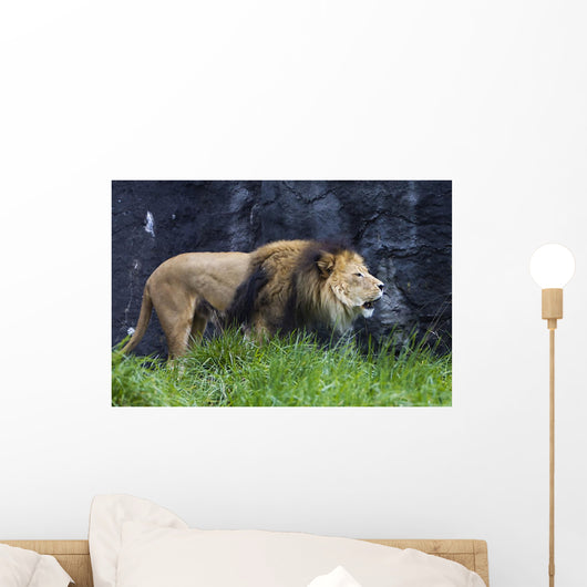 Roaring Lion Wall Decal