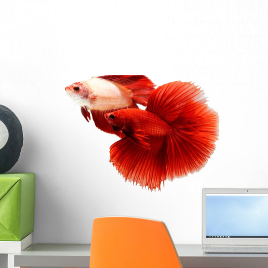 Siamese Fighting Fish, Betta Isolated on White Background. Wall Decal