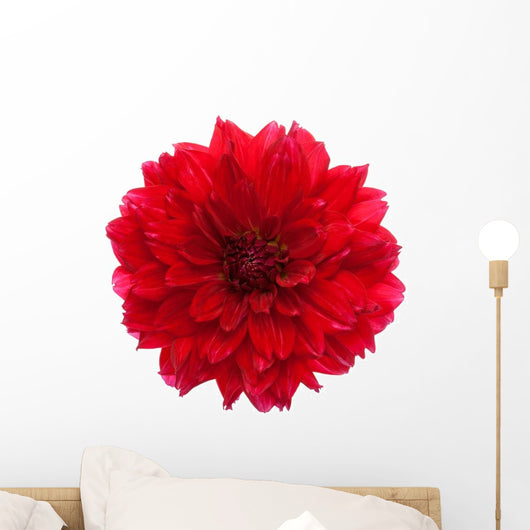 Close-up Red Dahlia Wall Decal