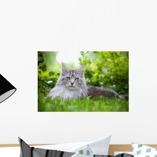 Maine Coon 3 Wall Mural