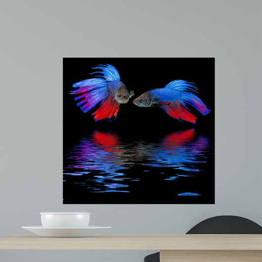 Betta splendens - siamese fighting fish on a black background Wall Mural