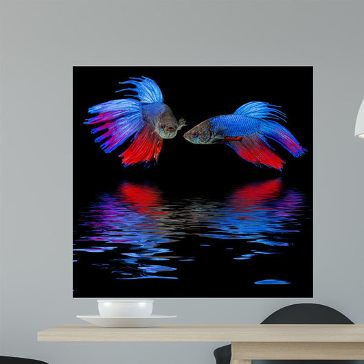 Betta splendens - siamese fighting fish on a black background Wall Mural